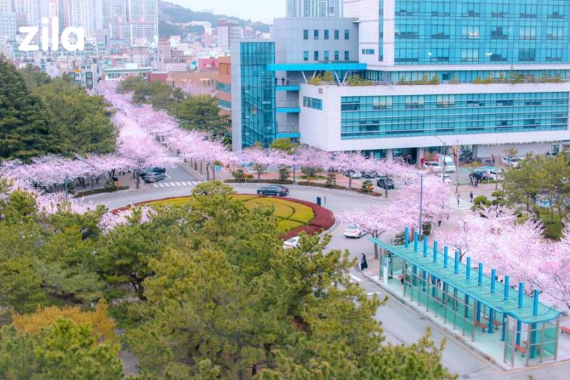 Trường Đại Học Quốc Gia Pukyong Hàn Quốc – 부경대학교